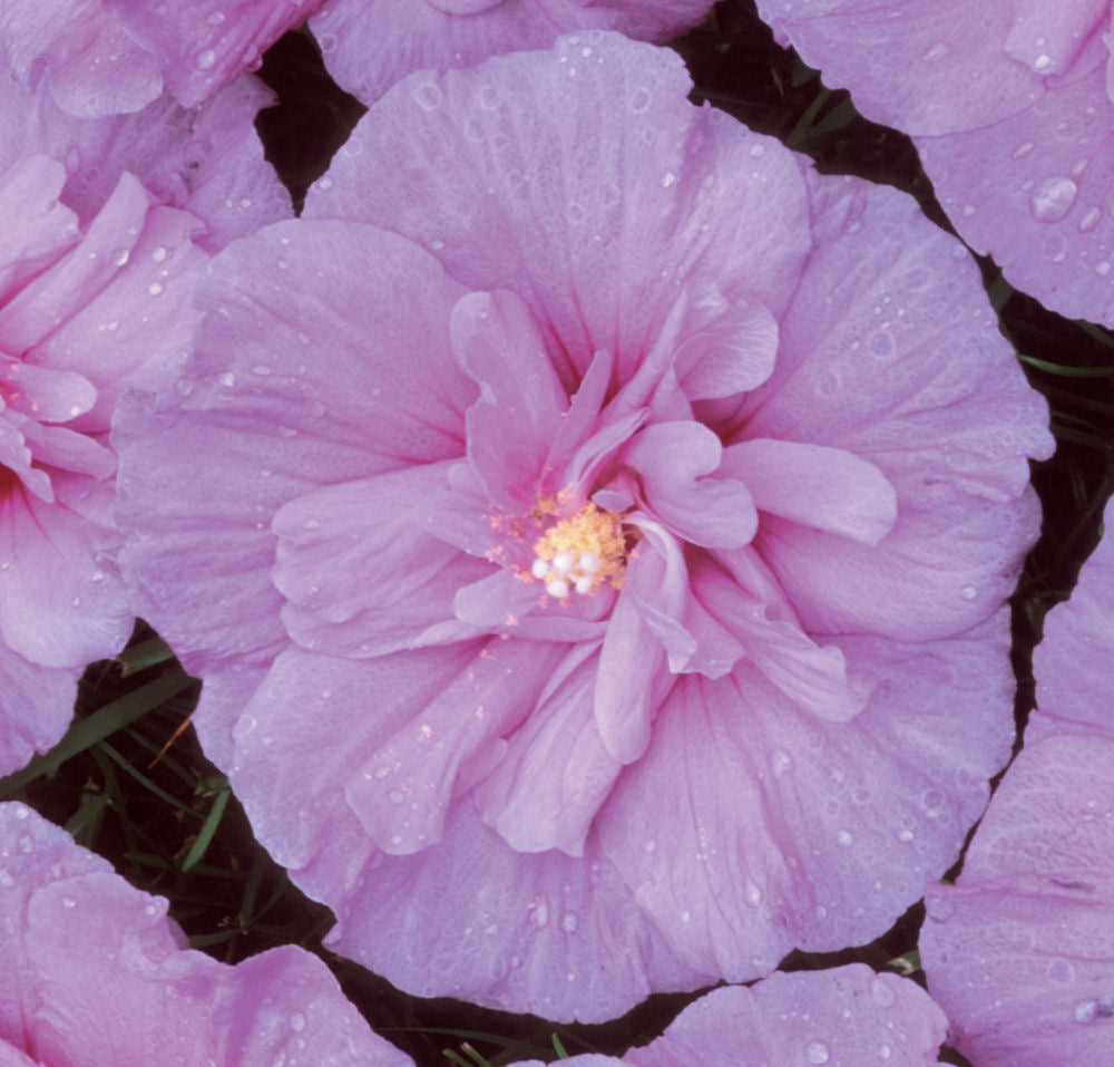 Lavender Chiffon® Rose of Sharon (Hibiscus syriacus 'Notwoodone') - 3 gallon 18"