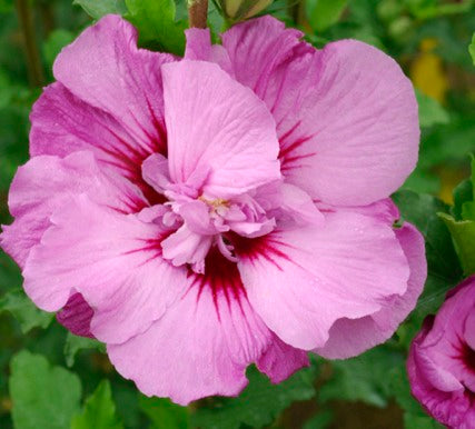 Tahiti™ Hibiscus (Hibiscus syriacus 'Mineru') - 2 gallon
