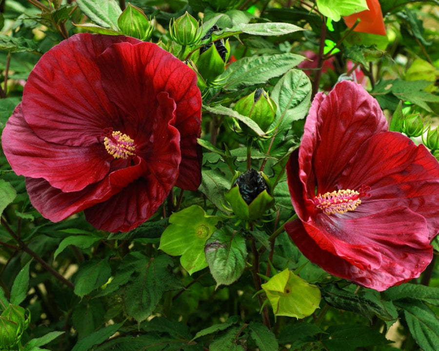 Summerific® Cranberry Crush Rose Mallow (Hibiscus moscheutos 'Cranberry Crush') - 2 gallon