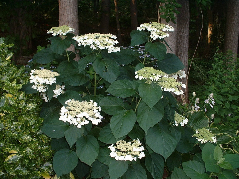 Haas Halo Smooth Hydrangea (Hydrangea arborescens 'Haas' Halo') - 1 gallon