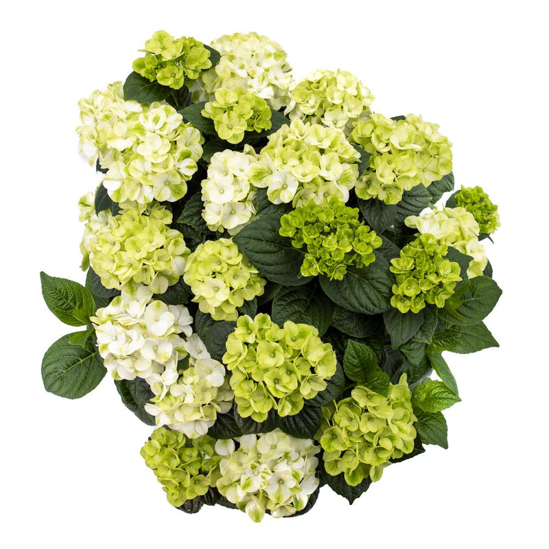 Grin and Tonic™ Reblooming Hydrangea (Hydrangea macrophylla 'Grin And Tonic') - 2 gallon