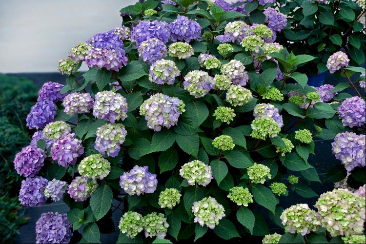 BloomStruck® Hydrangea (Hydrangea macrophylla 'Bloomstruck') - 8"