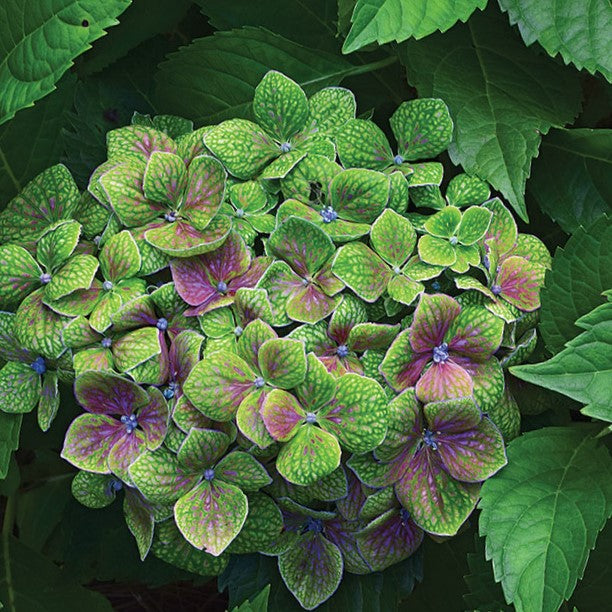 Froggie™ Hydrangea (Hydrangea macrophylla 'Froggie') - 2 gallon