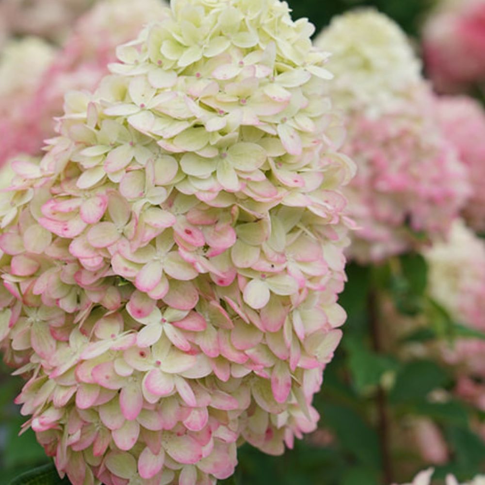 Limelight Prime® Panicle Hydrangea (Hydrangea 'P Limelight Prime') - 1 gallon