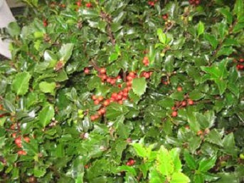 Royal Family (Blue Prince/Blue Maid) Holly (Ilex x meserveae 'Royal Family') - 3 gallon 15"