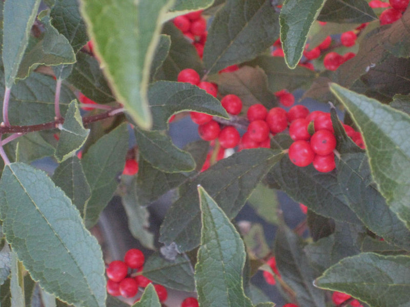 Red Sprite Winterberry Holly (Ilex verticillata 'Red Sprite') - 3 gallon 15"