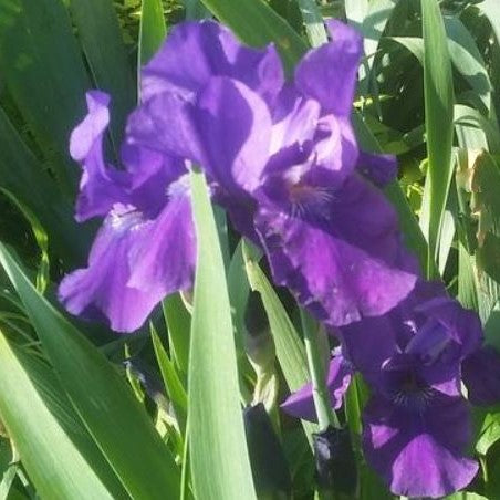 Iris ‘Halston’ (Iris germanica 'Halston') - 1 gallon