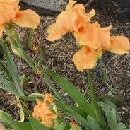 Iris 'Many Mahalos' (Iris germanica 'Many Mahalos') - 1 gallon