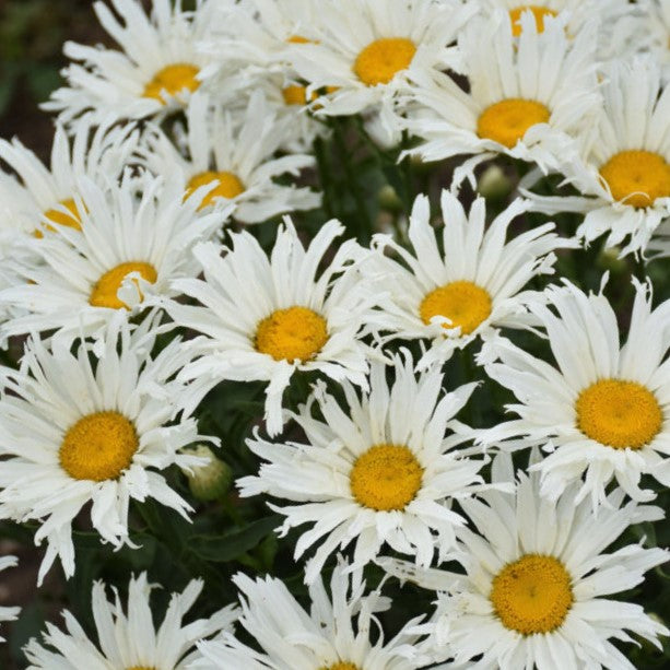 Amazing Daisies® 'Spun Silk' Shasta Daisy (Leucanthemum spun 'Silk') - 1 gallon