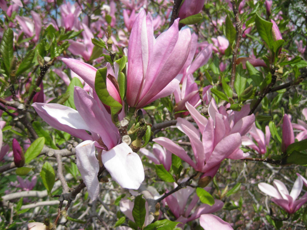 Jane Magnolia (Magnolia x 'Jane') - 3 gallon 24"