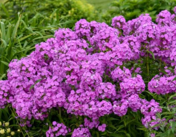 Fashionably Early Flamingo Phlox (Phlox paniculata 'Early Flamingo') - 1 gallon