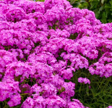 'Opening Act Ultrapink' Hybrid Phlox (Phlox paniculata 'Opening Act Ultrapink') - 1 gallon