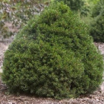 Tompa Norway spruce (Picea abies 'Tompa') - 3 gallon 12"