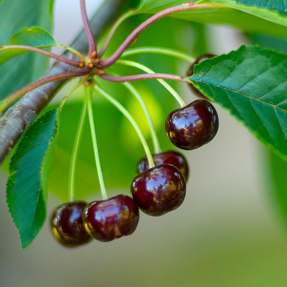 Black Tartarian Cherry (Prunus 'Fruit Black Tartarian') - 2 gallon 36"