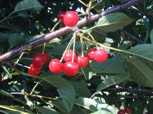 Montmorency Sour Cherry (Prunus cerasus 'Montmorency') - 2 gallon 36"
