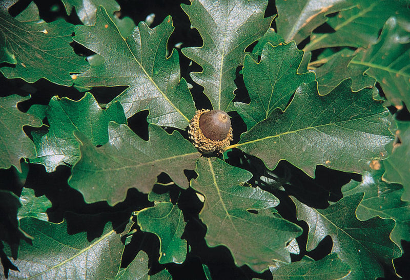Bur Oak (Quercus macrocarpa) - 3 gallon