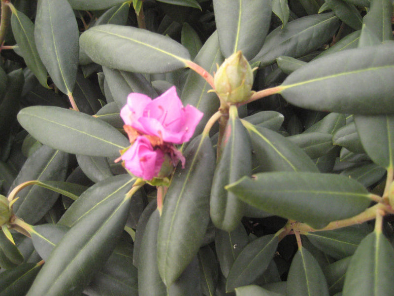 Roseum Elegans Rhododendron (Rhododendron roseum 'Roseum Elegans') - 1 gallon 6"