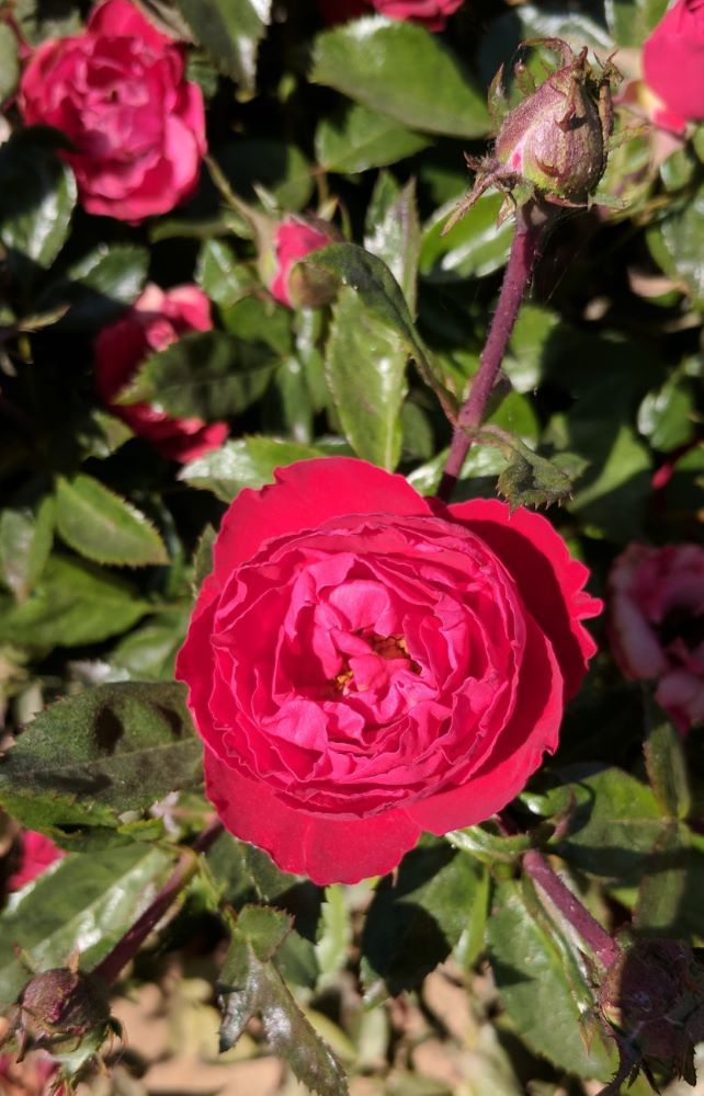 Cherrytini™ Floribunda Rose (Rosa 'Cherrytini') - 3 gallon