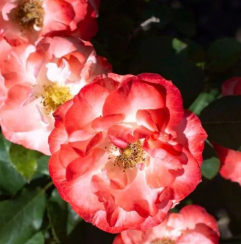 Color Splash® Rose (Rosa color 'Splash') - 3 gallon