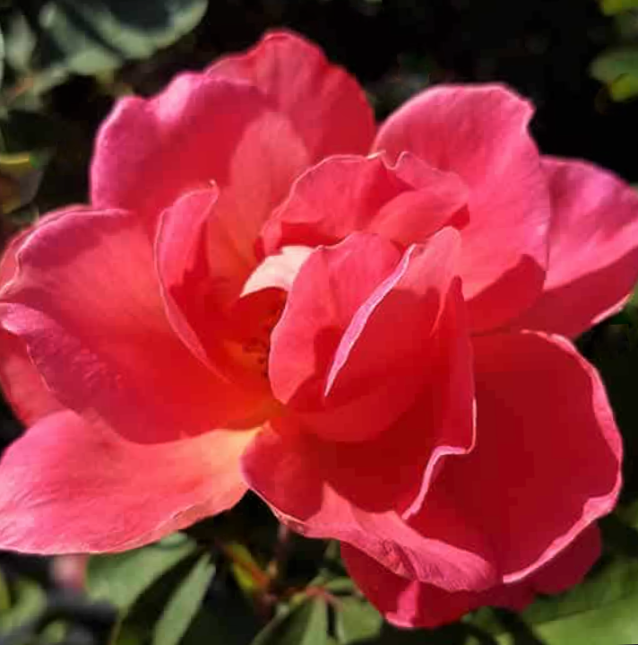 Coral Miracle On The Hudson Rose (Rosa coral 'Miracle On The Hudson') - 3 gallon