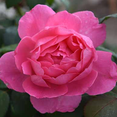 Rose True Bloom™ Inspiration (Rosa true 'Bloom Inspiration') - 2 gallon