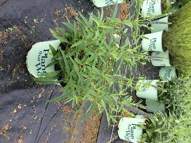 Moody Blues Dark Blue Speedwell (Veronica 'Dark Blue Moody Blues') - 1 gallon
