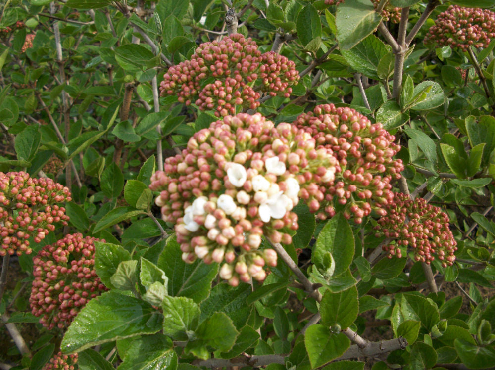 Juddii Viburnum (Viburnum x 'Juddii') - 3 gallon 15"