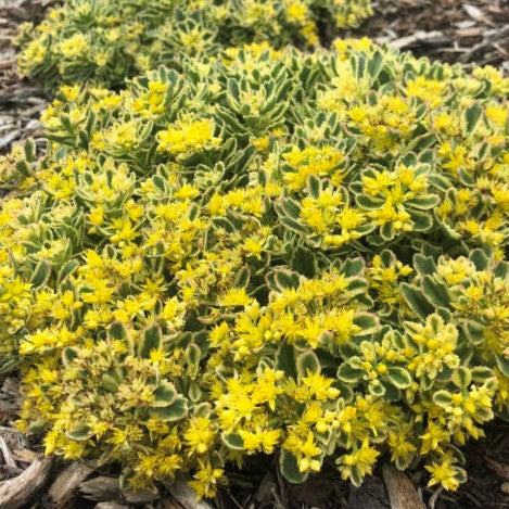 Rock 'N Low® 'Boogie Woogie' Stonecrop (Sedum 'Rock N Grow Boogie Woogie') - 1 gallon