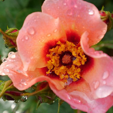 Ringo All-Star™ Rose (Rosa ringo 'All Star') - 3 gallon