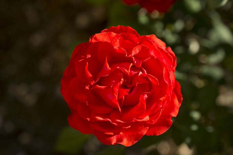 Rose True Passion (Rosa H 'Double 10') - 2 gallon