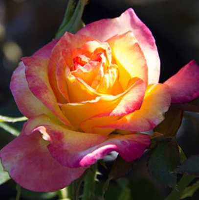 Rose True Bloom™ Sincerity (Rosa true 'Bloom Sincerity') - 2 gallon