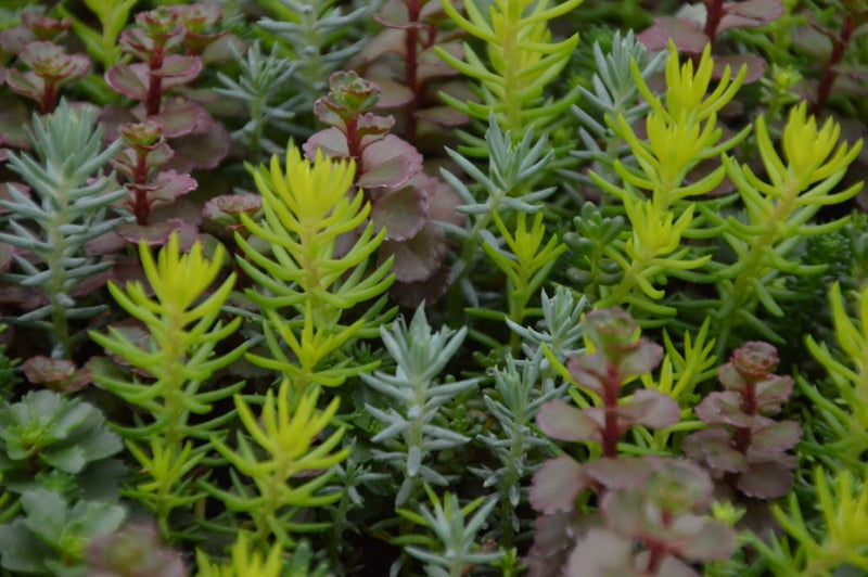 Flaming Carpet™ Catawba Stonecrop (Sedum 'Flaming Carpet Catawba') - 1 gallon