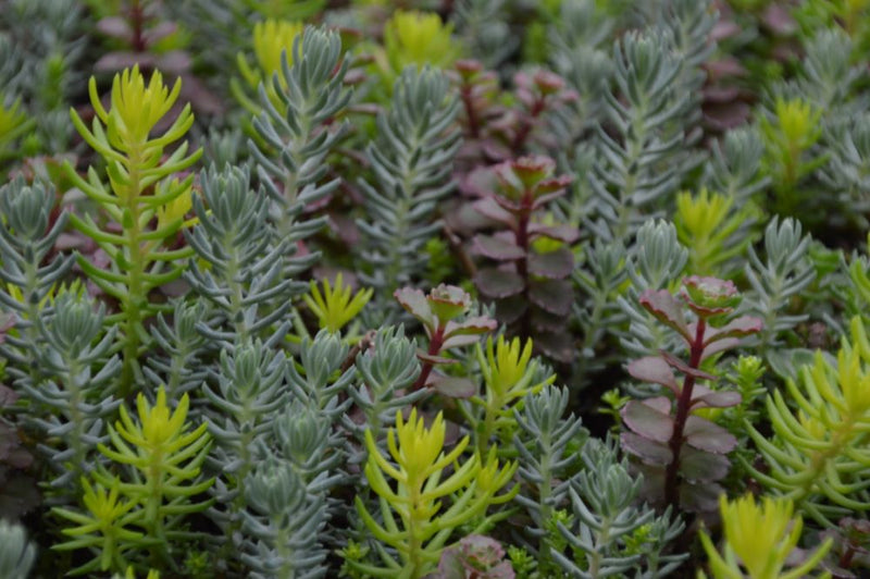 Flaming Carpet™ Sangria Stonecrop (Sedum 'Flaming Carpet Sangria') - 1 gallon