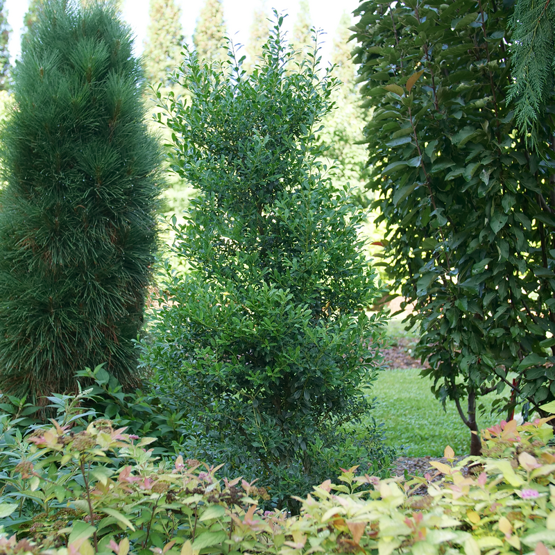 Squeeze Box Inkberry Holly (Ilex glabra 'Squeeze Box') - 3 gallon 15"