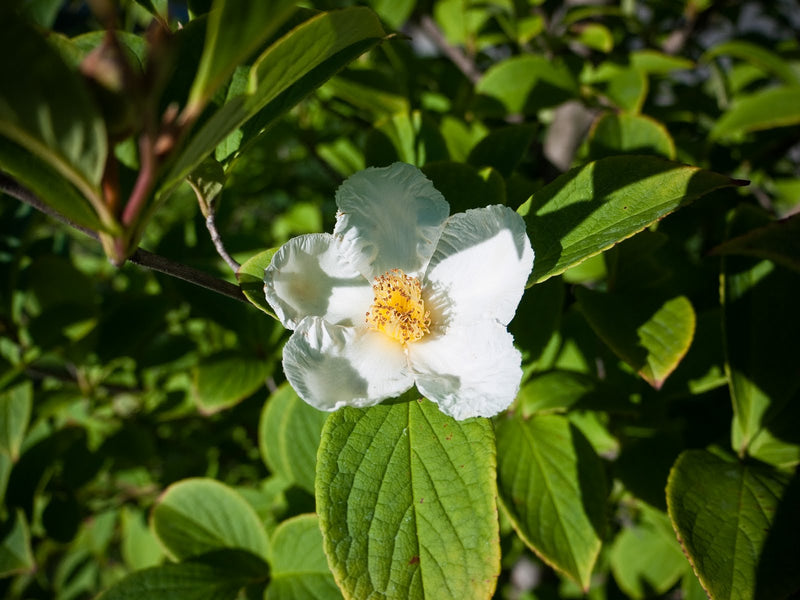 Japanese Stewartia (Stewartia pseudocamellia) - 2 gallon 5-6' TREE