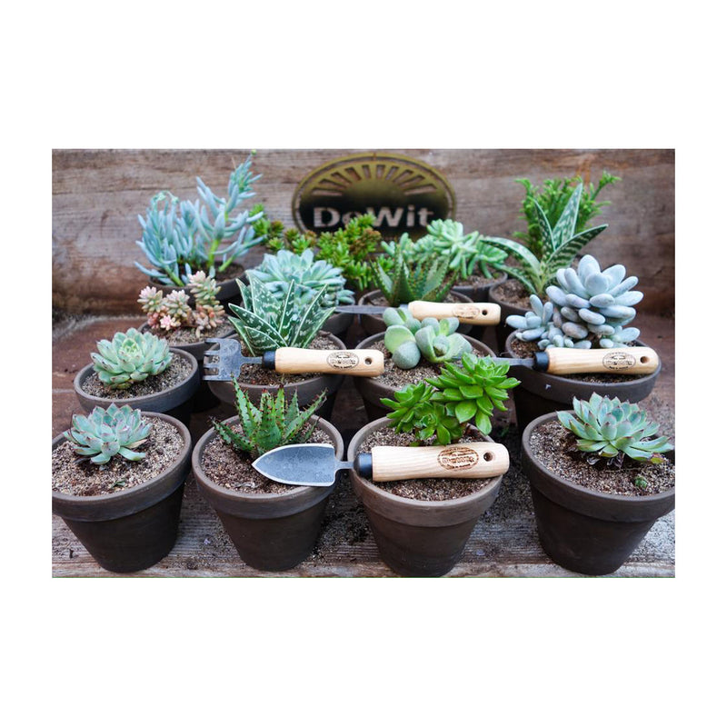 DeWit Bonsai Tool Kit in Wooden Box