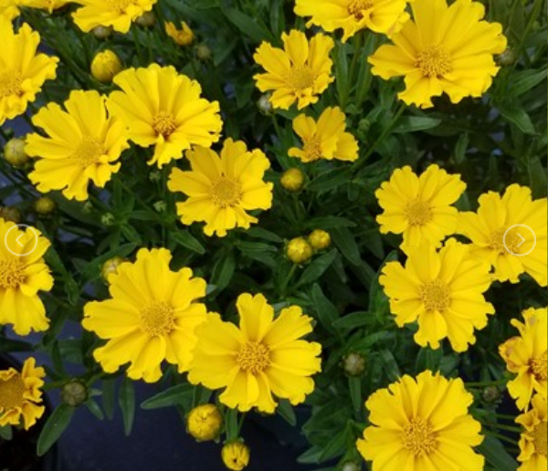 Goldilocks Tickseed (Coreopsis x 'Lil Bang Goldi Locks') - 1 gallon