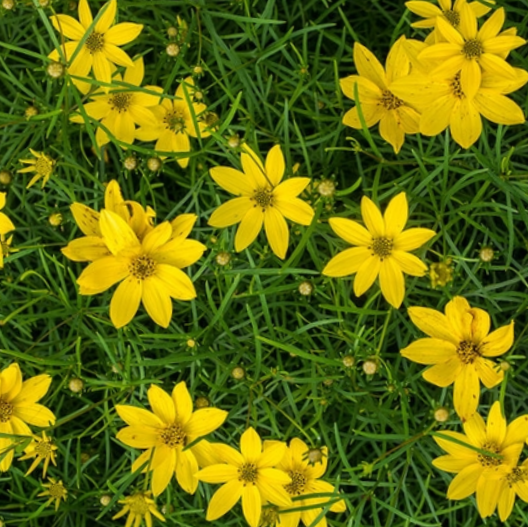 Thread-leaf Tickseed (Coreopsis verticillata) - 1 gallon