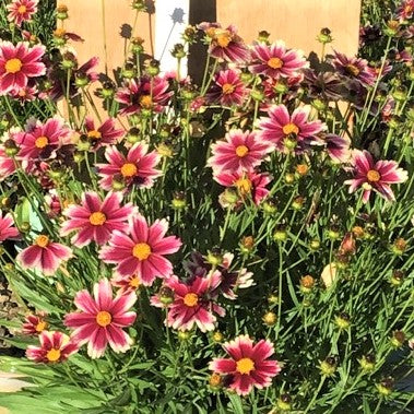 Coreopsis Lil Bang™ Candy Stripes (Coreopsis x 'Lil Bang Candy Stripes') - QT