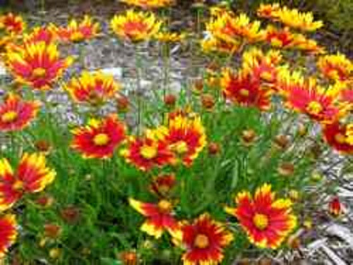 Li'l Bang™ Daybreak Coreopsis (Coreopsis x 'Lil Bang Daybreak') - QT
