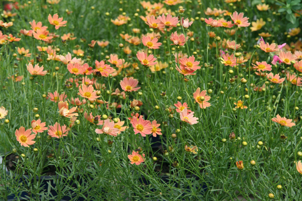 Creme Caramel™ Tickseed (Coreopsis verticillata 'Novcorcar') - QT