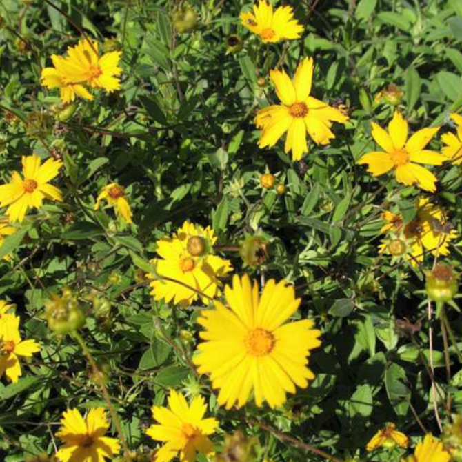 Sunshine Superman Tickseed (Coreopsis sunshine 'Superman') - QT