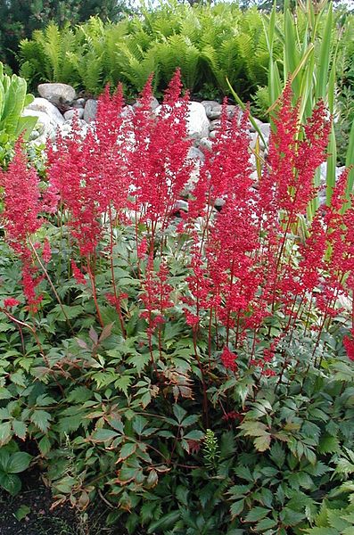Fanal Astilbe (Astilbe x arendsii 'Fanal') - 1 gallon