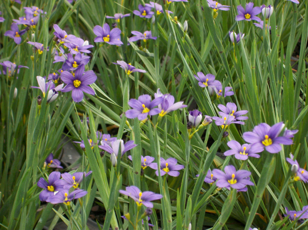 Lucerne Blue Eyed Grass (Sisyrinchium angustifolium 'Lucerne') - 1 gallon