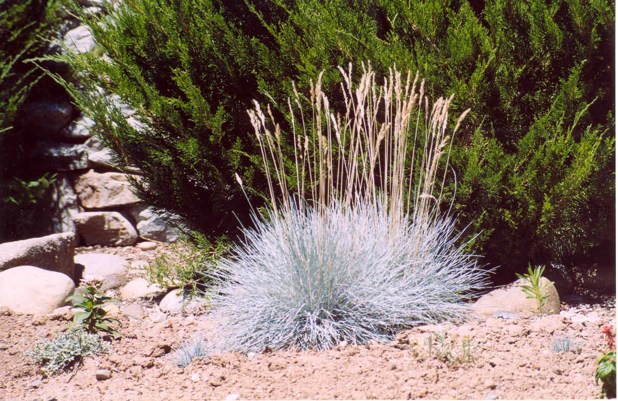 Elijah Blue Fescue Grass (Festuca glauca 'Elijah Blue') - QT