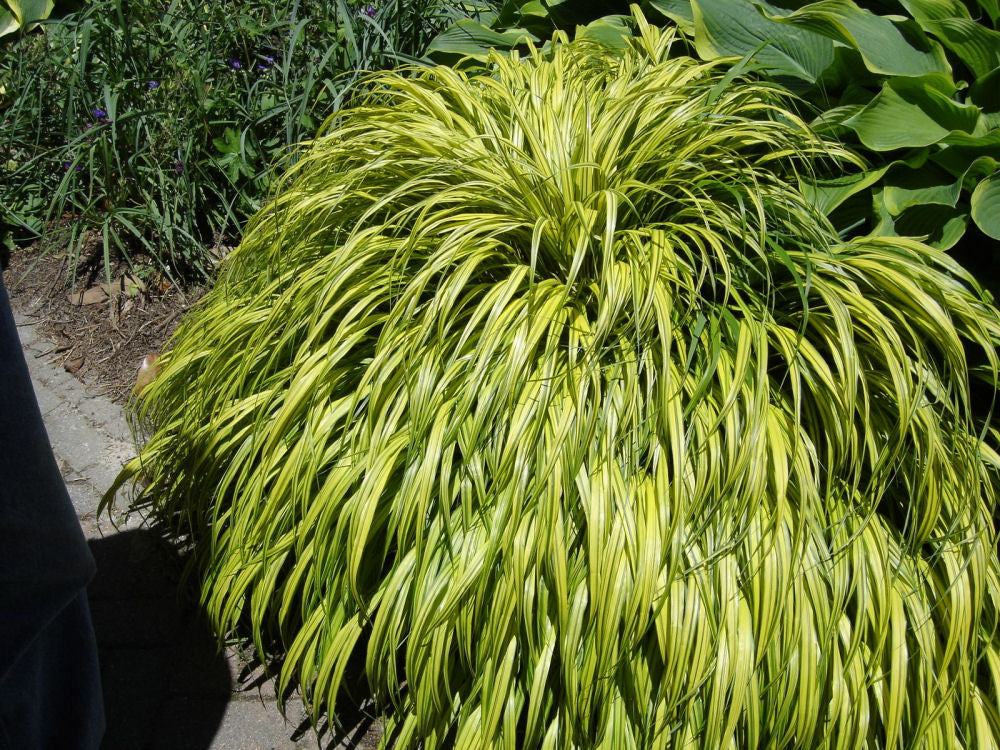 Golden Variegated Japanese Forest Grass (Hakonechloa macra 'Aureola') - 1 gallon