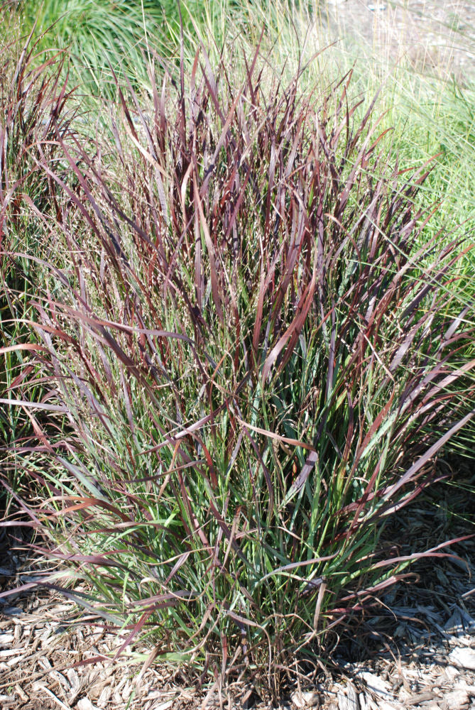 Shenandoah Switch Grass (Panicum virgatum 'Shenandoah') - 3 gallon