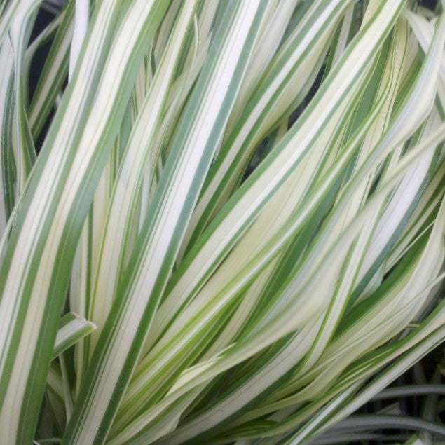 Lightning Strike™ Feather Reed Grass (Calamagrostis 'Cal. Lightning Strike') - 3 gallon