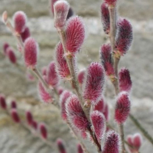 Mount Aso Pussy Willow (Salix G 'Mount Aso') - 3 gallon 15"