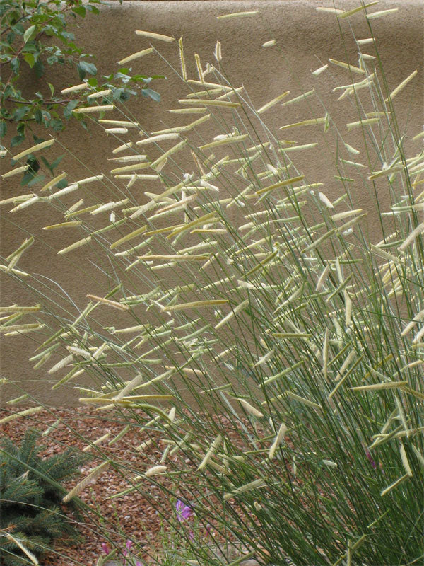 Blonde Ambition Blue Grama Grass (Bouteloua 'Blonde Ambition') - QT